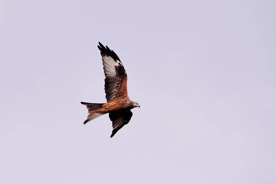 red kite, bird of prey, milan, wing, plumage, flying, fauna, hunting, bird, animals in the wild