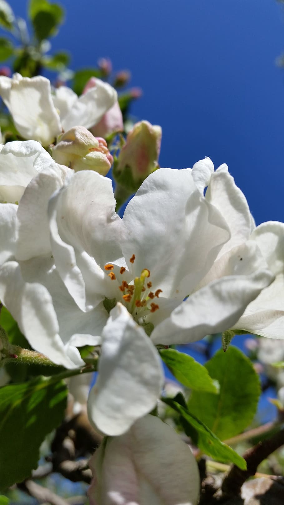 Apple Blossom, Putih, Bunga, Musim panas, alam, tanaman, biru, musim semi, close-up, daun