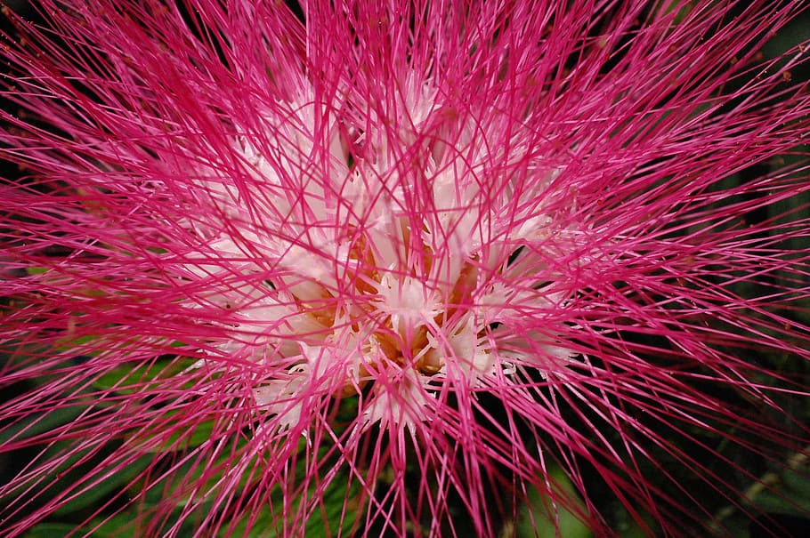 mimosa flower, pink flower, mimosa, flower, pink, nature, summer, flora, bloom, tree