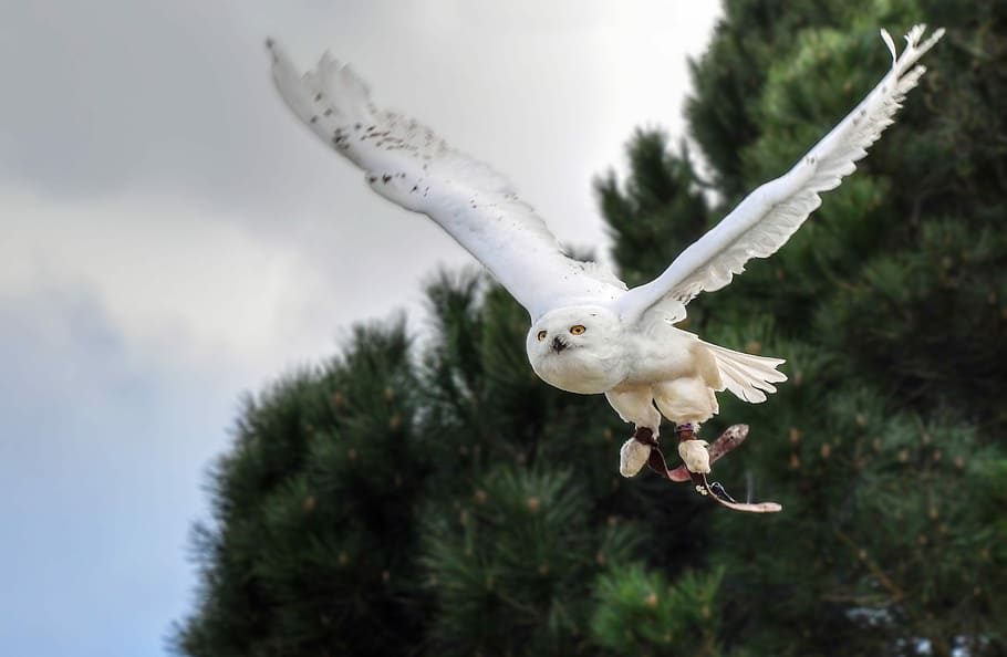flying white owl, snowy owl, bird, raptor, animal, owl, fly, sky, flying, spread wings