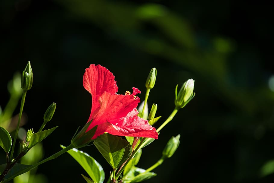 hibiscus, flower, plant, blossom, bloom, ornamental plant, summer, red, nature, bud