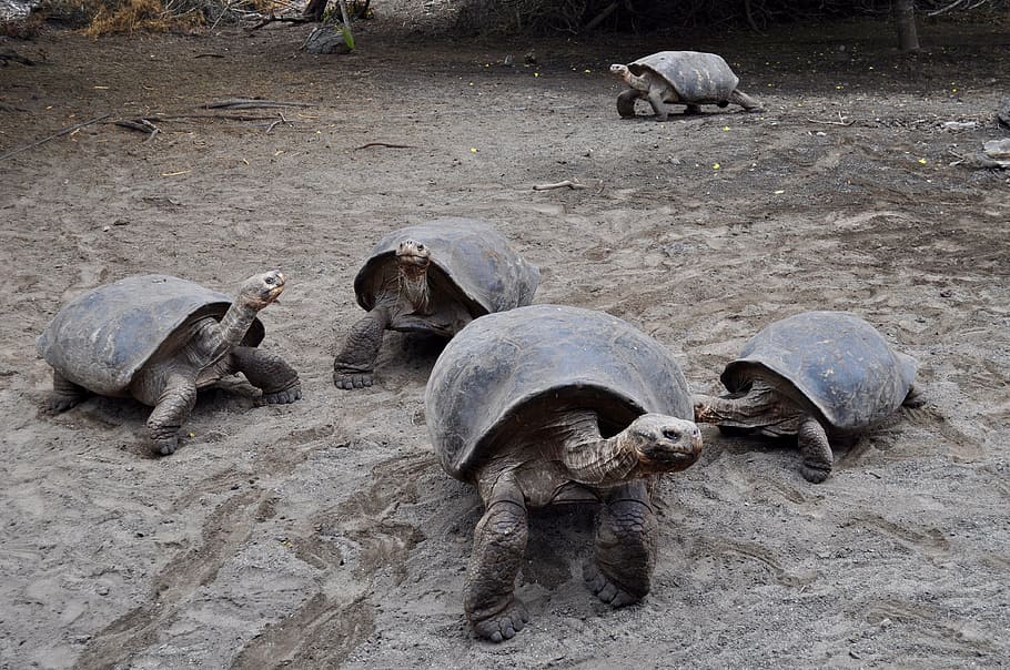 tortoise, galapagos, wildlife, giant, wild, ecuador, islands, pacific, old, turtle