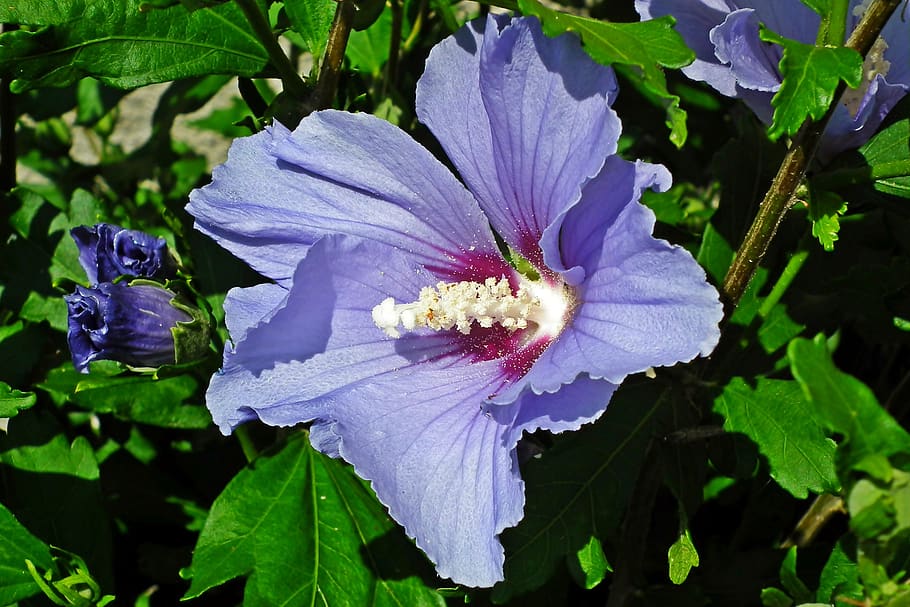 hibiscus, flower, garden, hibiscus syriacus, bar, plant, nature, summer, the petals, blooming