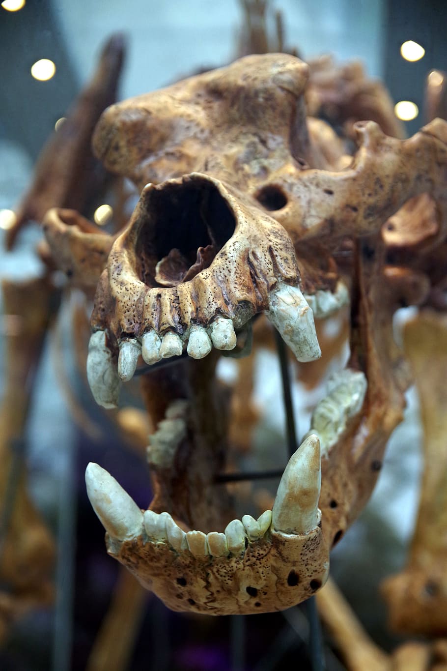 頭蓋骨, 歯, 牙, 捕食者, 骸骨, 熊, オリジナル, 動物, かかし, 怪人