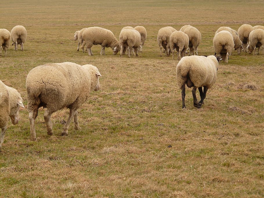 Flock, Sheep, flock of sheep, herd animal, pasture, animals, sheep's wool, wool, agriculture, animal