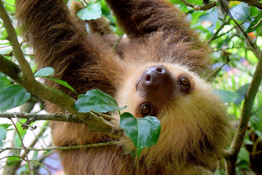 brown sloth, sloth, costa rica, puerto viejo, hutan hujan, perjalanan, alam, tema hewan, hewan di alam liar, satwa liar