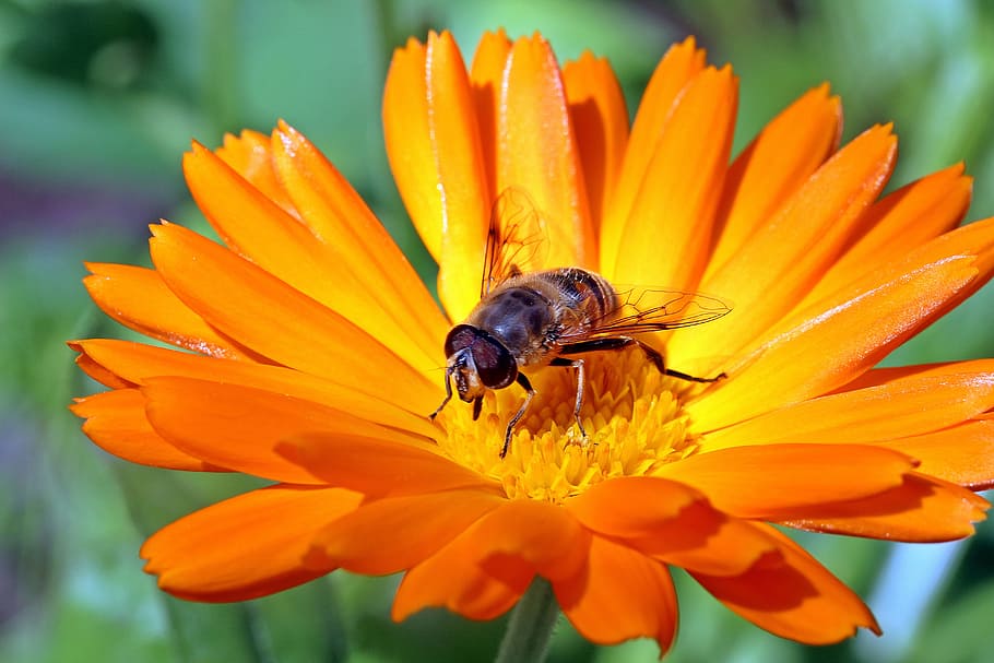 hoverfly, perched, orange, daisy flower, closeup, photography, marigold, calendula, blossom, bloom