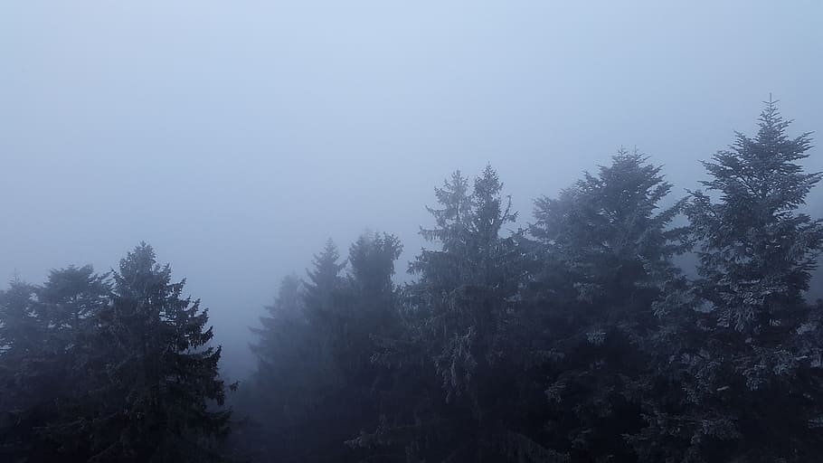 Fog, Canopy, Treetop, tree, forest, nature, landscape, beauty in nature, plant, tranquility