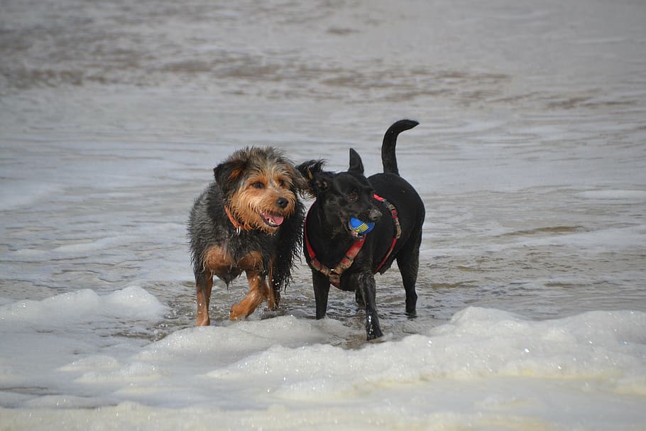 perros en la playa, perro, perro salchicha mestizo yorkshire, animal, mascota, canino, mascotas, temas de animales, mamífero, un animal