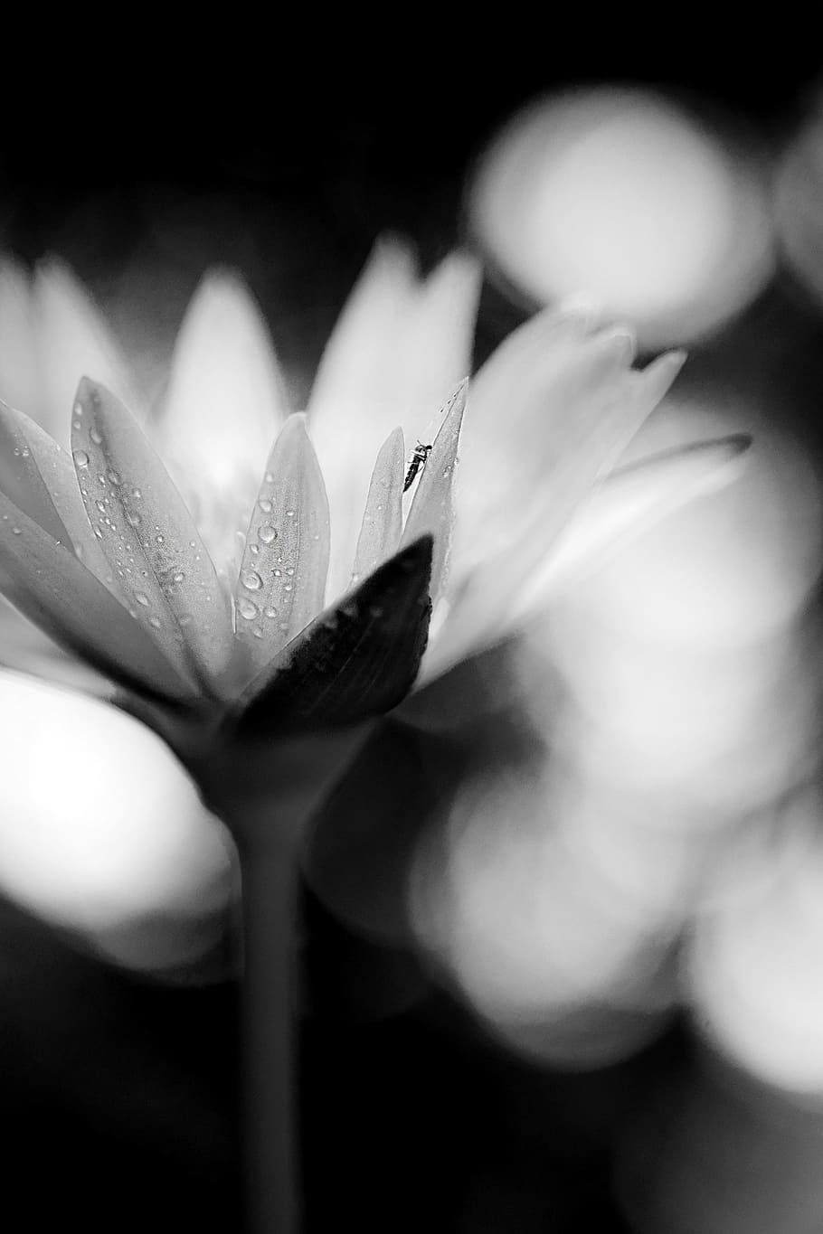 waterlily, macro, flower, petal, closeup, black and white, flowering plant, plant, freshness, beauty in nature
