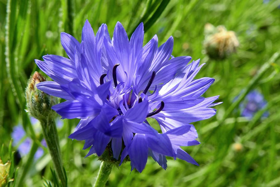 aciano, bluebottle, azul, campo, naturaleza, floración, macro, planta floreciendo, flor, púrpura