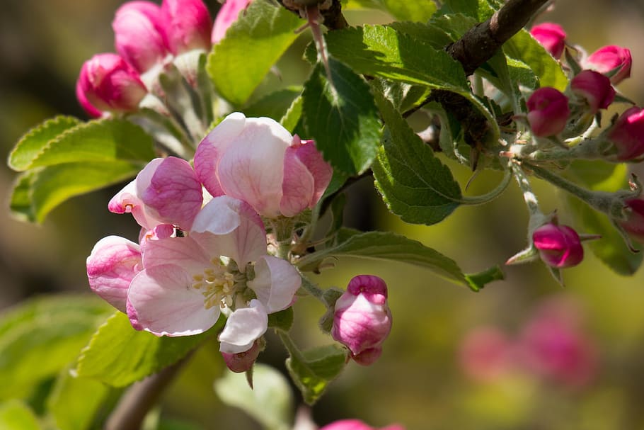 selective, photography, 5-petaled, 5- petaled pink-and-white flower, daylight, pink, white flower, apple blossom, apple tree, bud