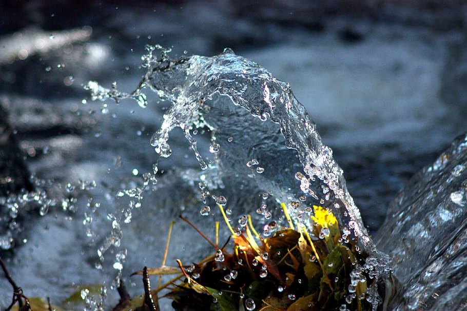 water, river, wave, inject, nature, day, close-up, outdoors, focus on foreground, flower