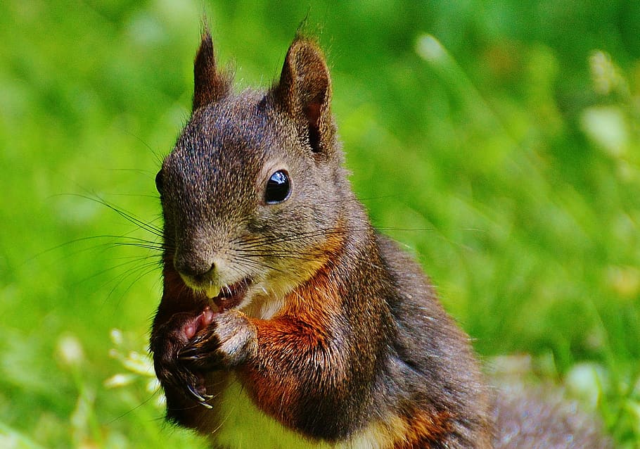selective, focus photo, brown, squirrel, nager, cute, nature, rodent, climb, garden