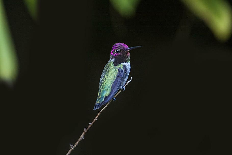 Púrpura, verde, colibrí, encaramado, ramita, superficial, foco, fotografía, pájaro, oscuro