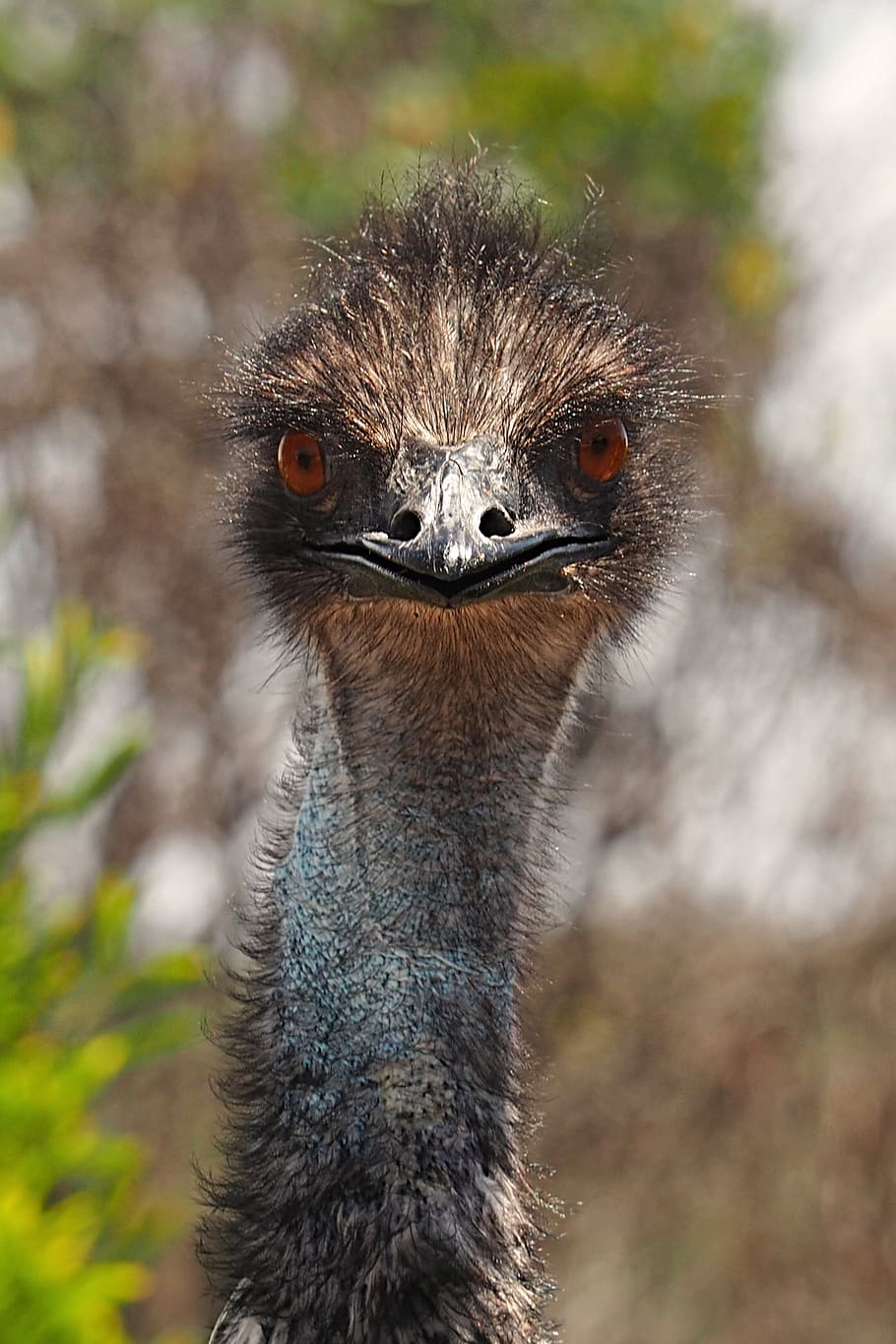 emú, curioso, pájaro, largo, cuello, salvaje, grande, ojos, marrón, cerca
