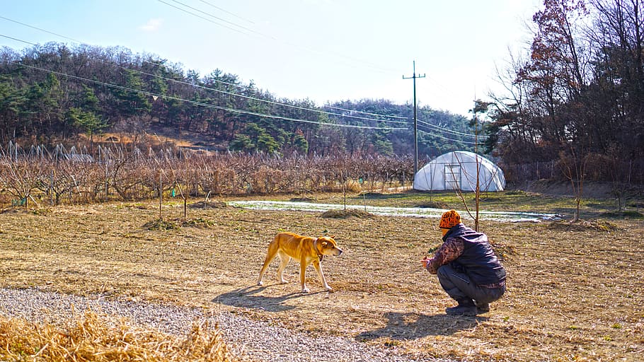 Country, Dog, Man, Mountain, youngcheon, rural, in the cold, winter, scenery, sky