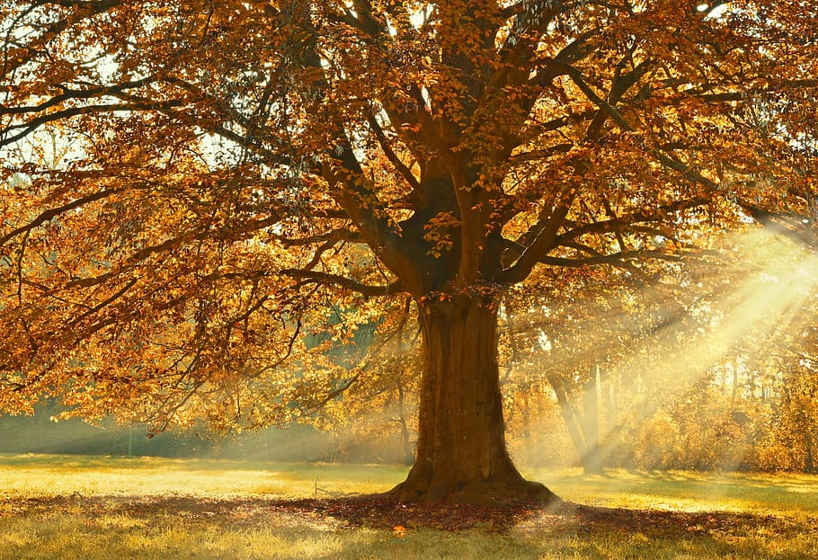 árbol, árbol de hoja caduca, tilo, otoño, follaje de otoño, color de otoño, emerger, luz solar, rayo de sol, iluminación