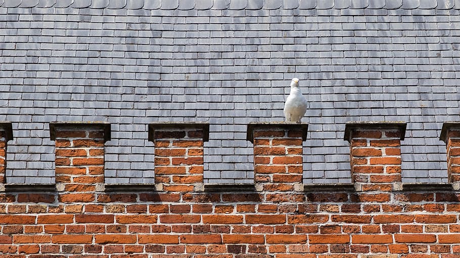dove, bird, battlements, bruges, old town, roof, historically, building, architecture, tile