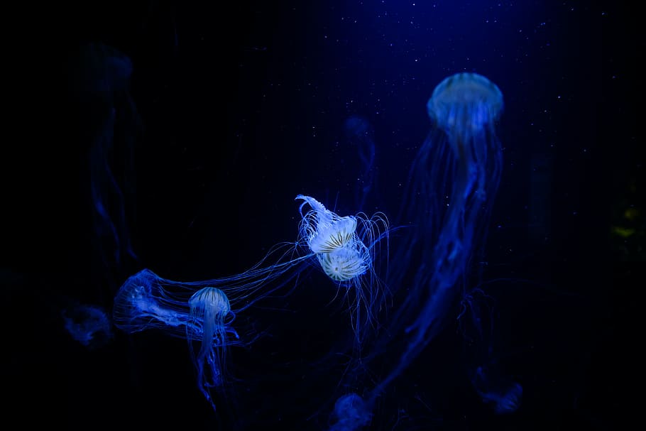 jellyfishes, jellyfish, aquatic, animal, ocean, underwater, dark, blue, water, tentacle