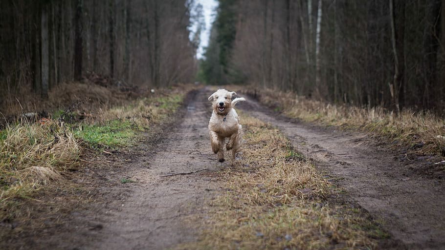 cão, corrida, do outro lado, estrada, floresta, natureza, madeira, ao ar livre, animal de estimação, terrier
