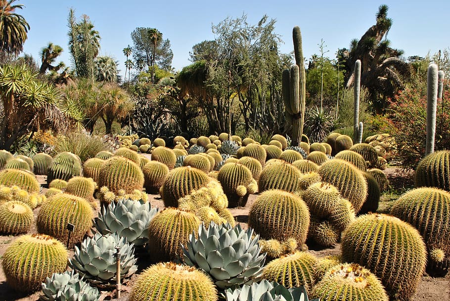 plantas de cactus barril, cactus, jardín, huntington, naturaleza, botánico, espina, desierto, planta, agricultura
