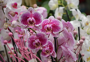 Fotos orquídea roja libres de regalías | Pxfuel