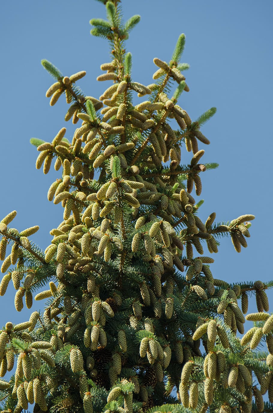 spruce, tree, conifer, cones, needles, branch, outdoors, trunk, plant, sky