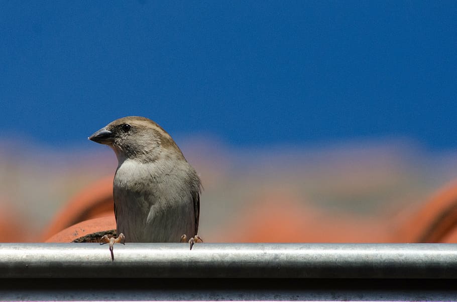 sparrow, bird, roof, ornithology, sitting, gutter, urban, blue, skye, animal