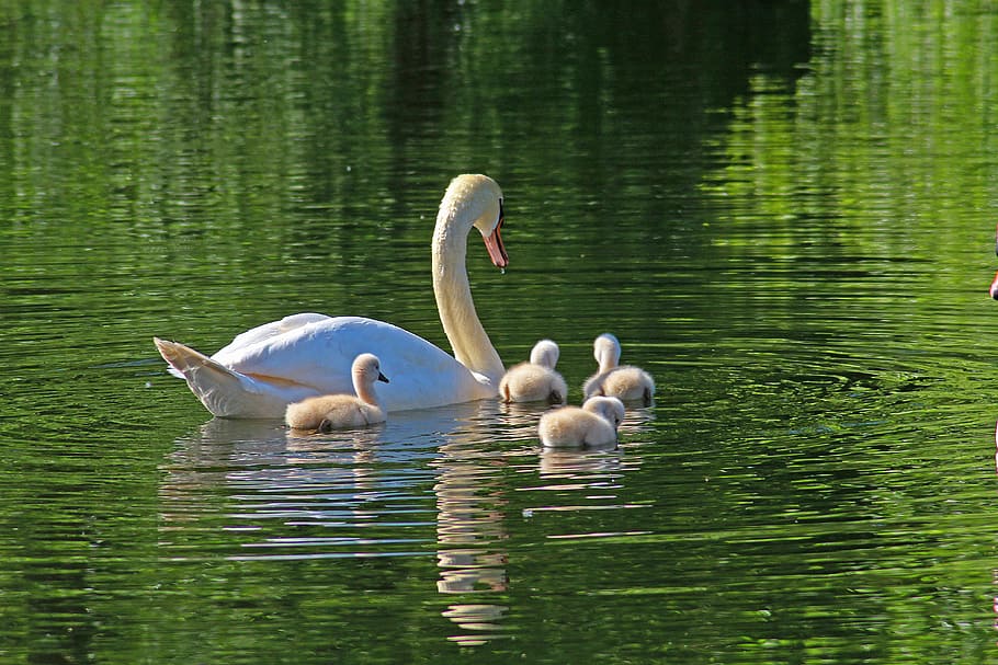 duck, four, ducklings, swimming, body, water, Swan, Family, Young, Swans