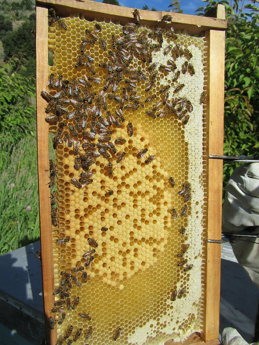 bees, beehive, honey, beekeeper, beekeeping, insect, hive, honey combs, honey bees, work