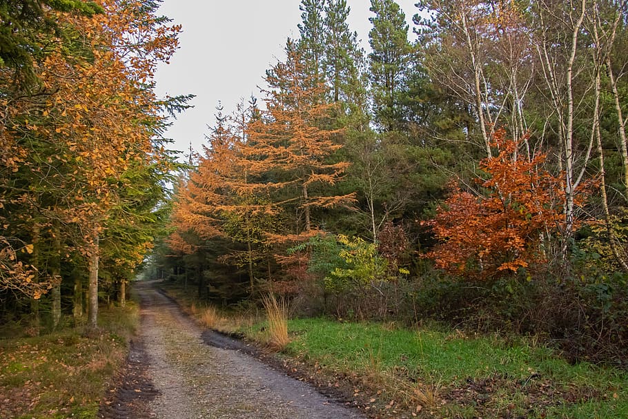perkebunan, jalan kerikil, jalan, musim gugur, pohon cemara, larch, cemara, hutan, alam, marbæk