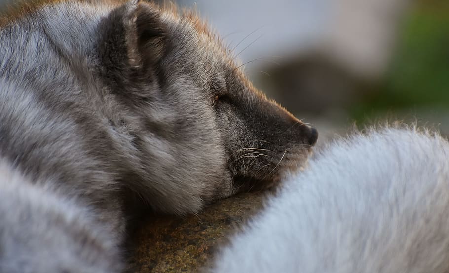 arctic fox, sleep, wild animal, zoo, animal world, tired, relaxed, fur, rest, wildlife photography