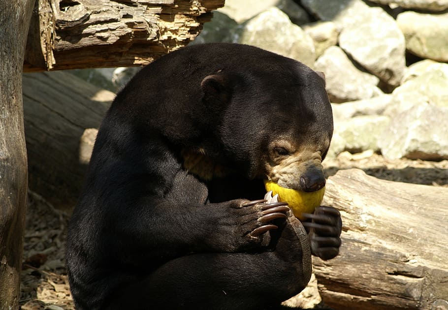 malayan sun bear, bear, zoo, food, tiergarten, feeding, eat, melon, wildlife, animal