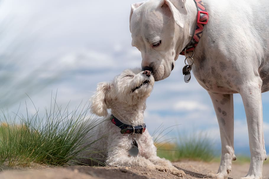 dogs, poodle, white boxer, pet, animal, cute, puppy, play, charming, white