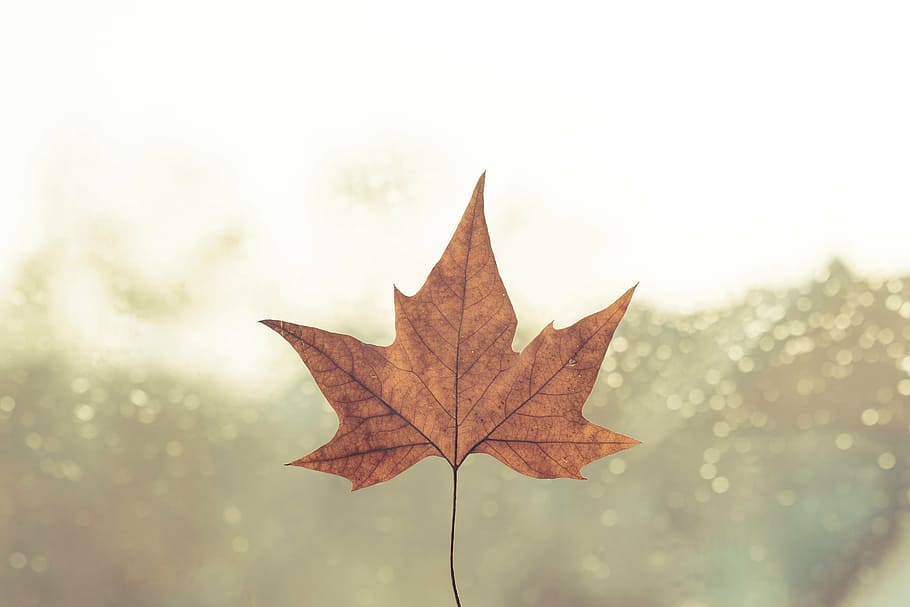 marrom, seco, folha de outono, fotografia, bordo, folha, outono, desfoque, nevoeiro, mudança