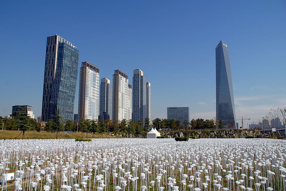 blanco, flores peladas, frente, alto, edificios de altura, durante el día, songdo incheon corea, edificio, parque central songdo, parque
