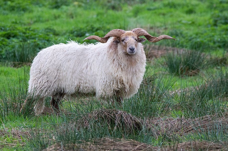 racka sheep, animal, nature, sheep, grass, fryslân, graze, wool, outdoors, animal themes