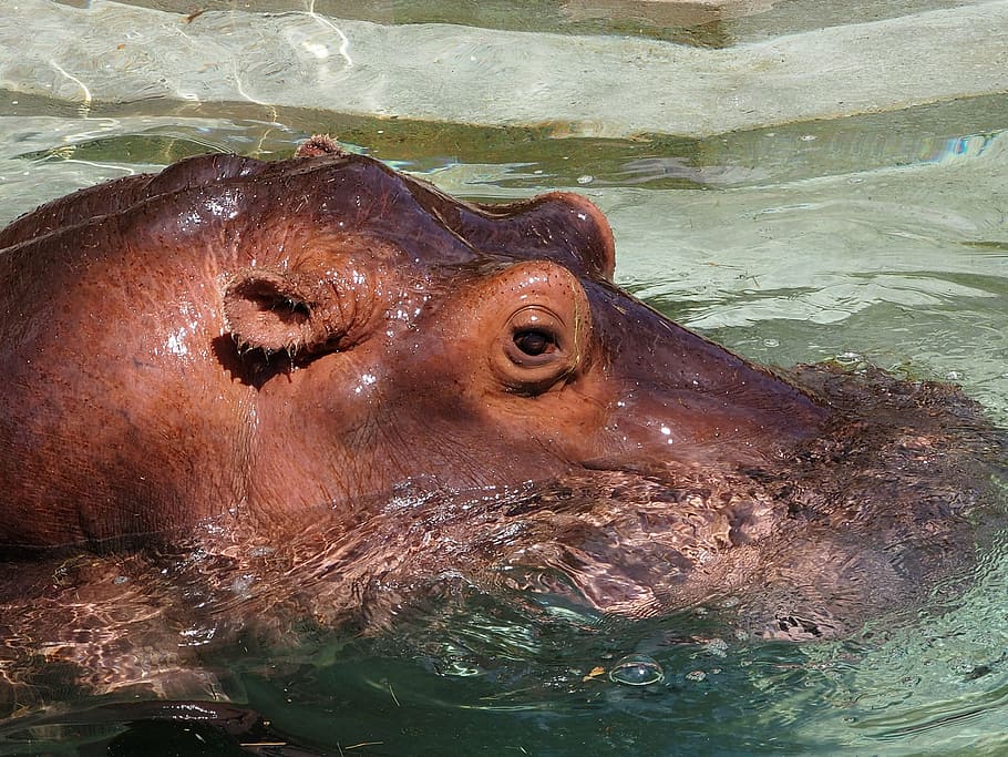 hippopotamus, water, close, hippo, mammal, hard, large, pond, zoo, eye
