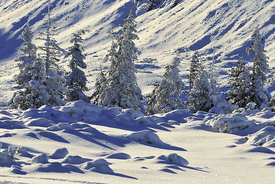 invierno, nieve, árbol, árboles cubiertos de nieve, abeto, biel, nieve fresca, iluminación, costado, escarcha