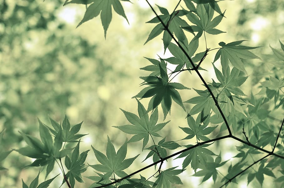 green, leaves, plants, branches, trees, forest, woods, outdoors, nature, summer