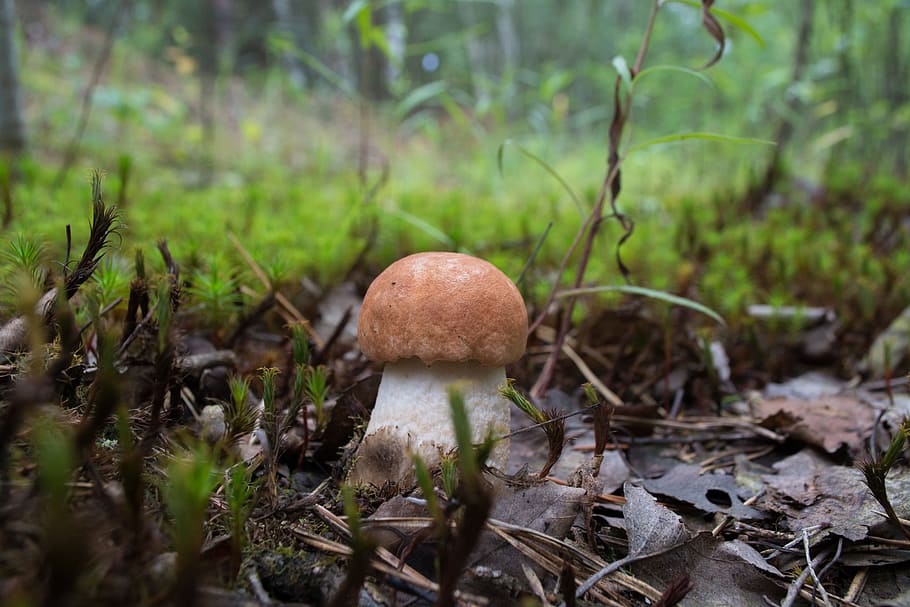 orange-cap boletus, mushroom, summer, vegetable, fungus, food, plant, growth, land, nature
