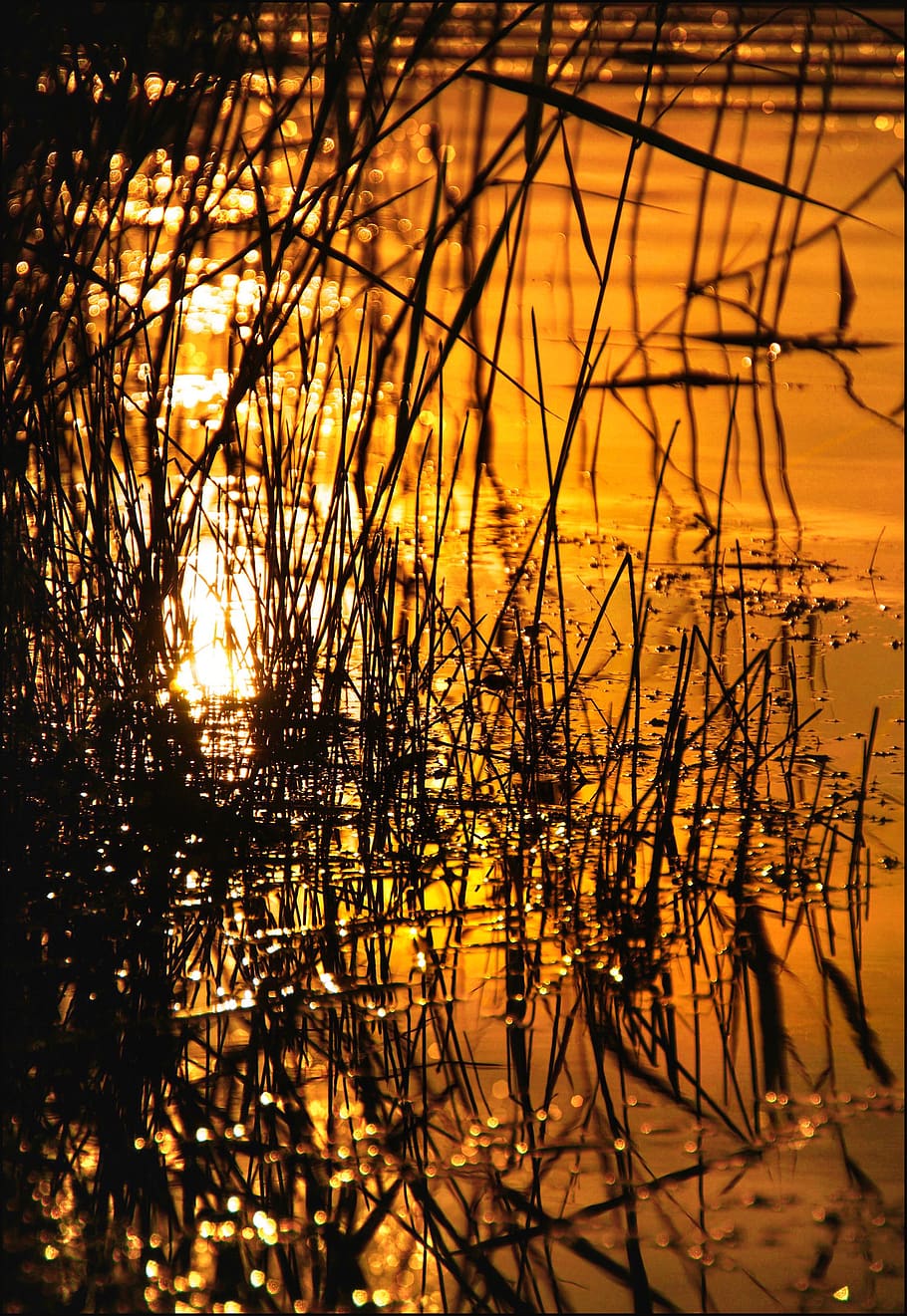 sunset, reed, lake, water reflection, reflection, light, heat, sunshine, romantic, wave