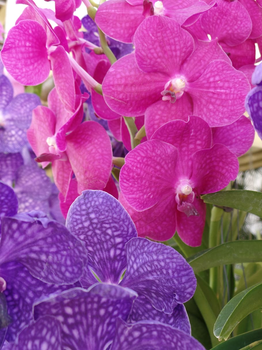 orquídea, púrpura, flor, rosa, pétalo, floral, tropical, color, phalaenopsis, planta