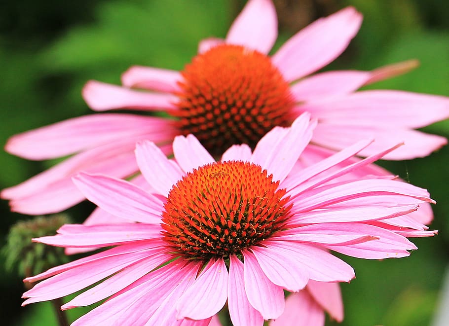 selective, focus photography, two, pink, petaled flowers, sun hats, hedgehog heads, echinacea, flower, flowers