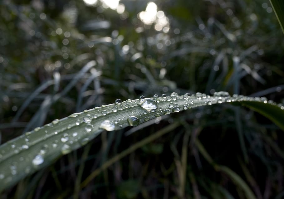 shizuku, leaf, natural, plant, drop, green, water, rain, macro, raindrops