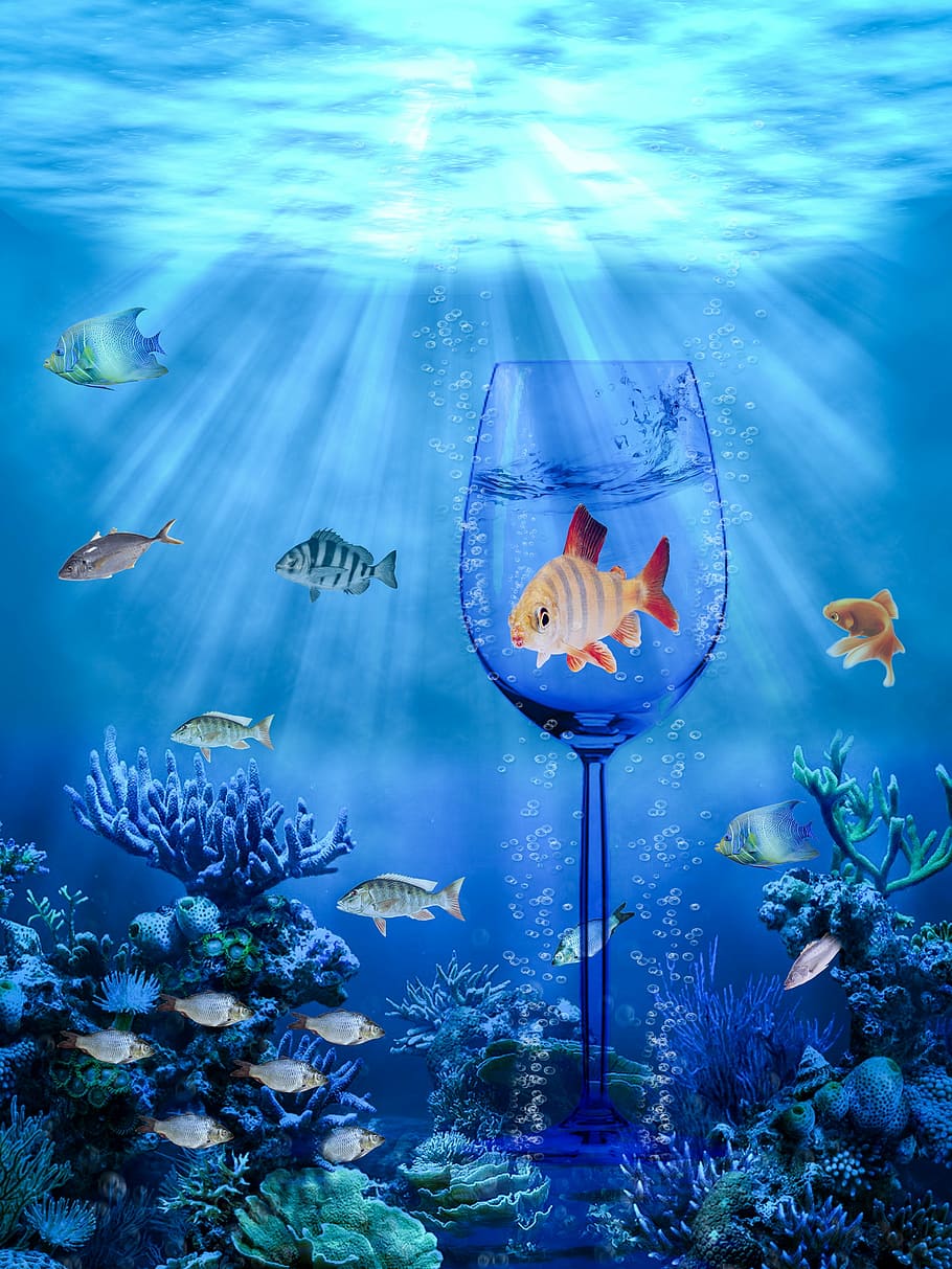 underwater painting, fish, ocean, graphics, colors, sea, glass, depth, underwater, drawing