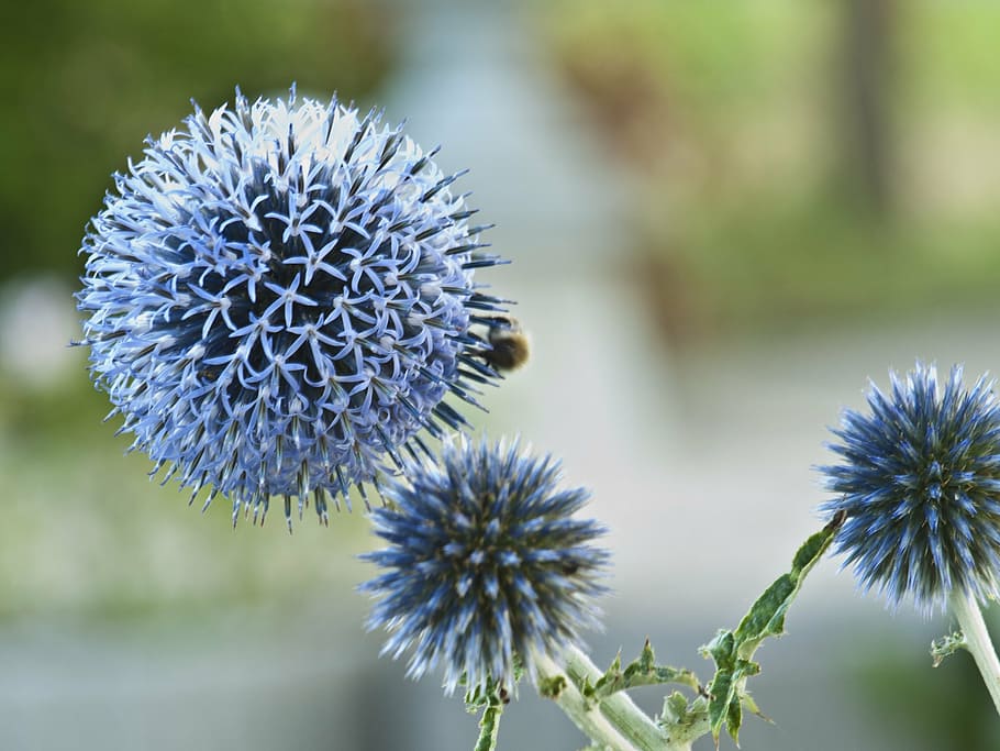 cardo, azul, espinoso, abeja, flor, planta floreciendo, planta,  crecimiento, belleza en la naturaleza, cabeza de flor | Pxfuel