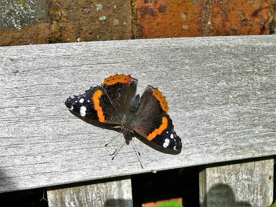 red admiral, butterfly, admiral, red, insect, colorful, summer, nature, wildlife, wings