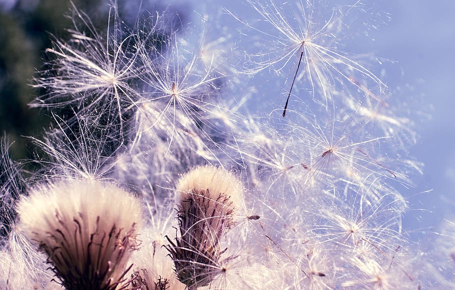 swamp scratch thistle, pollen, thistle, enchanted, fee, sparkle, blossom, bloom, flying, dandelion